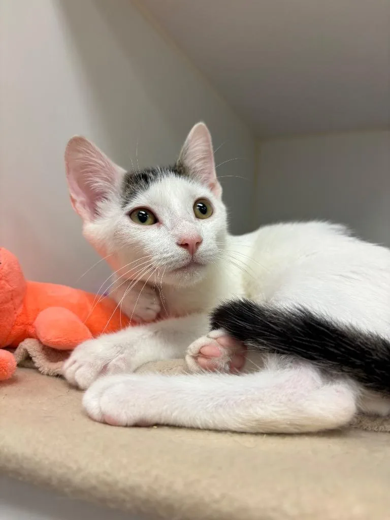 A baby small-sized male Domestic Short Hair cat named Boone for adoption in Johnson City, TN