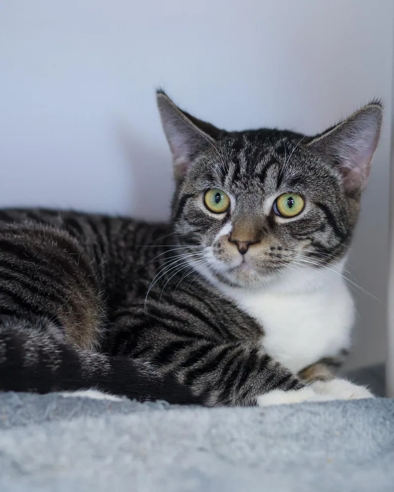 A young medium-sized male Black & White / Tuxedo Domestic Short Hair cat named Zambezi for adoption in Bridgeport, CT
