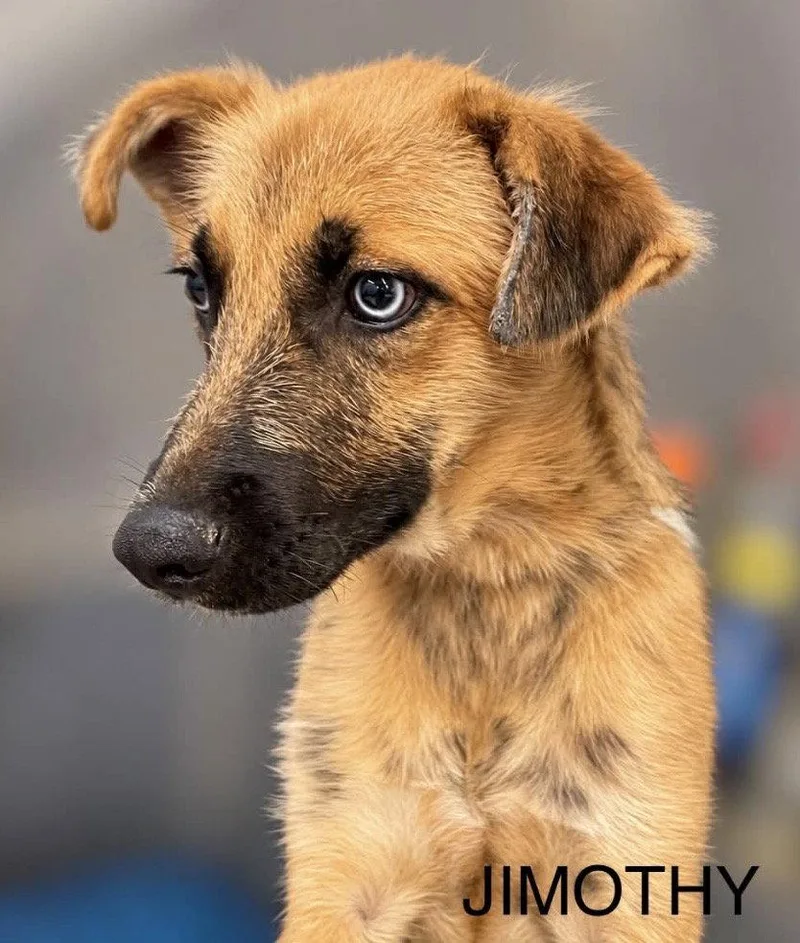 A young medium-sized male Husky dog named Jimothy for adoption in Omaha, NE