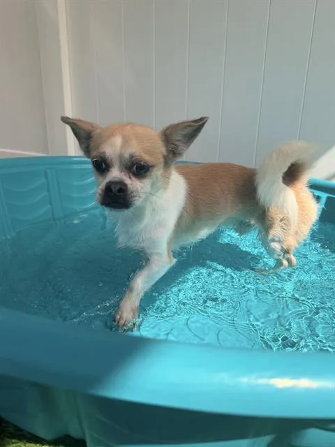 An adult small-sized male Chihuahua dog named Enzo for adoption in Charlotte, NC
