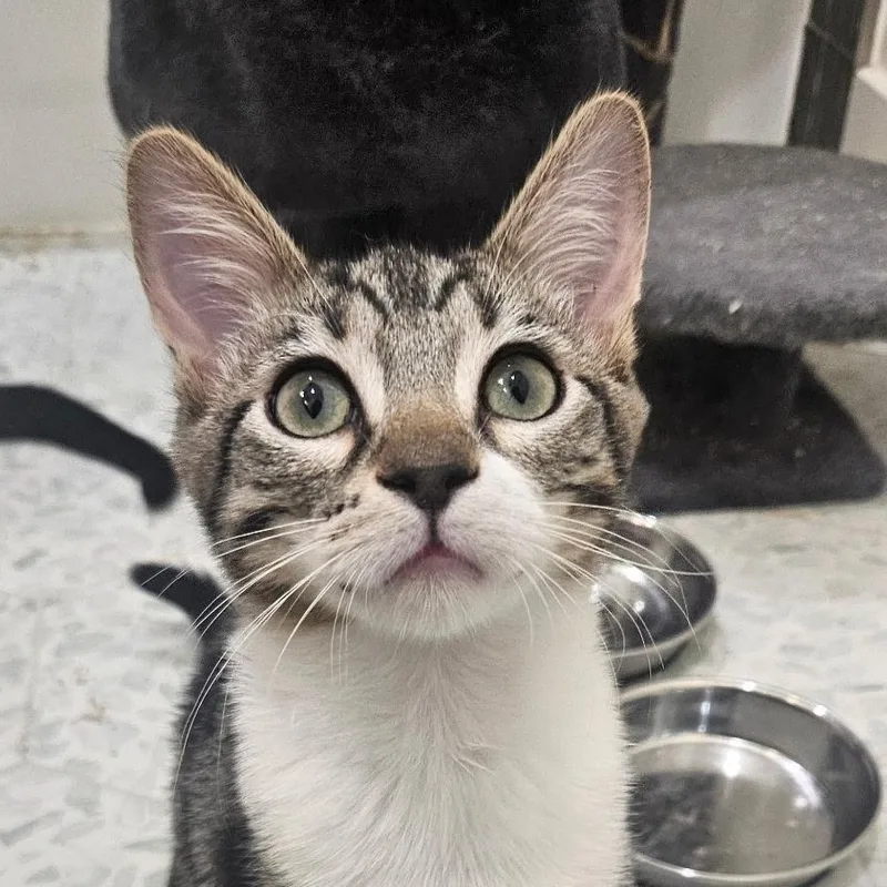 A baby small-sized male Tabby (Brown / Chocolate) American Shorthair cat named Wakko for adoption in Santa Ana, CA