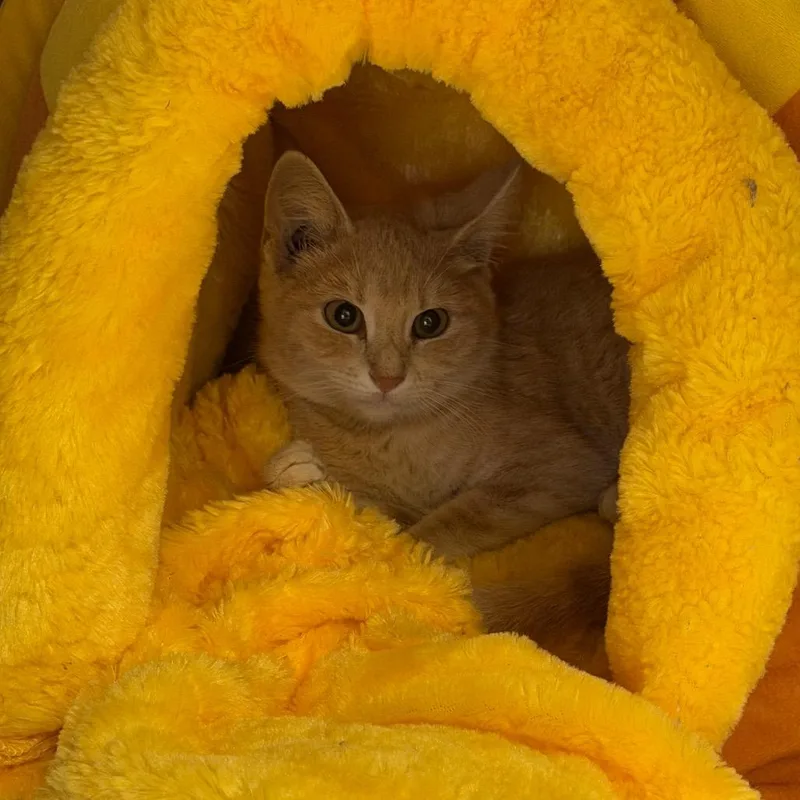 A baby small-sized female Domestic Short Hair cat named Clementine for adoption in Midland, TX