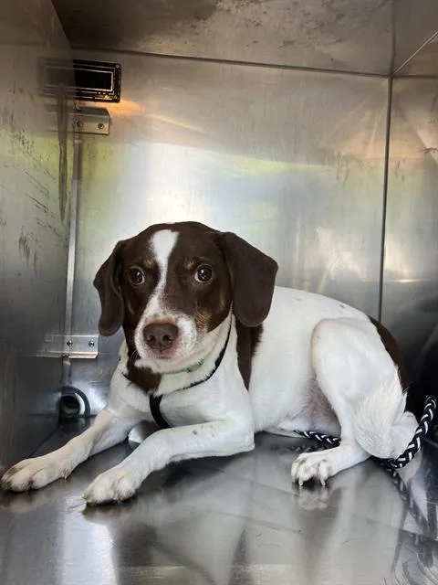 A young medium-sized male Mixed Breed dog named Jaxson for adoption in Dallas, TX