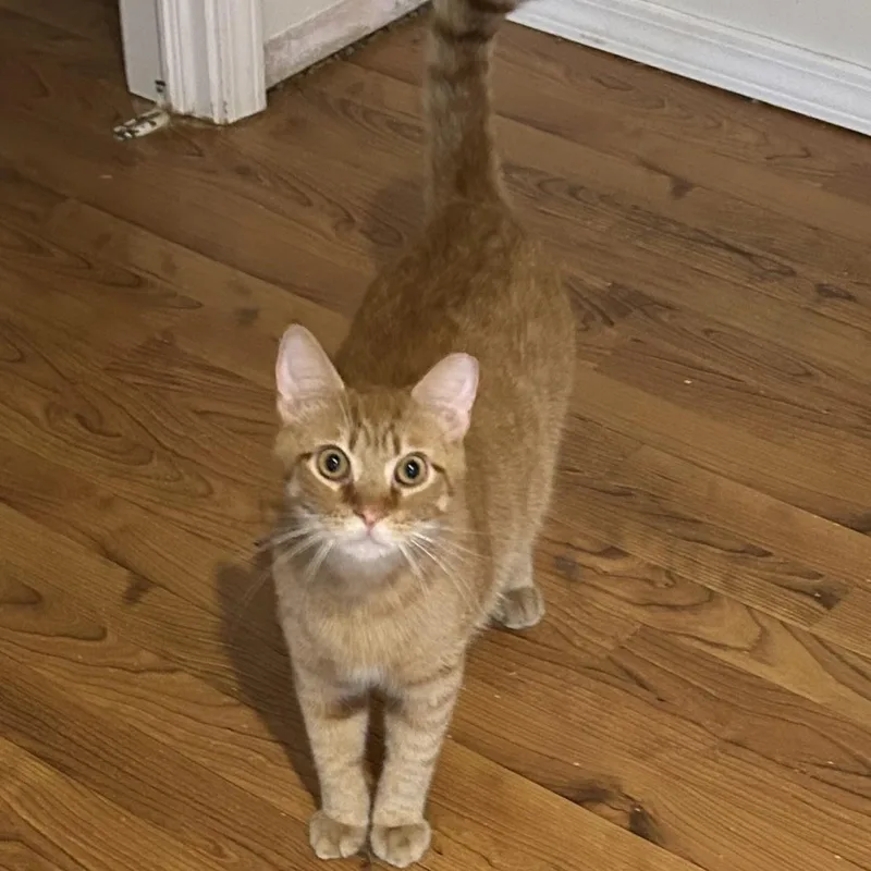 A young medium-sized male Tabby (Orange / Red) Domestic Short Hair cat named Jason for adoption in Springdale, AR