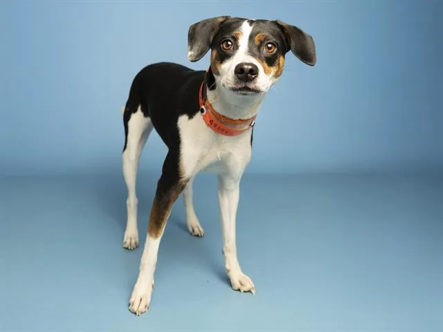 An adult medium-sized female Beagle dog named Cinnamon for adoption in Phoenix, AZ