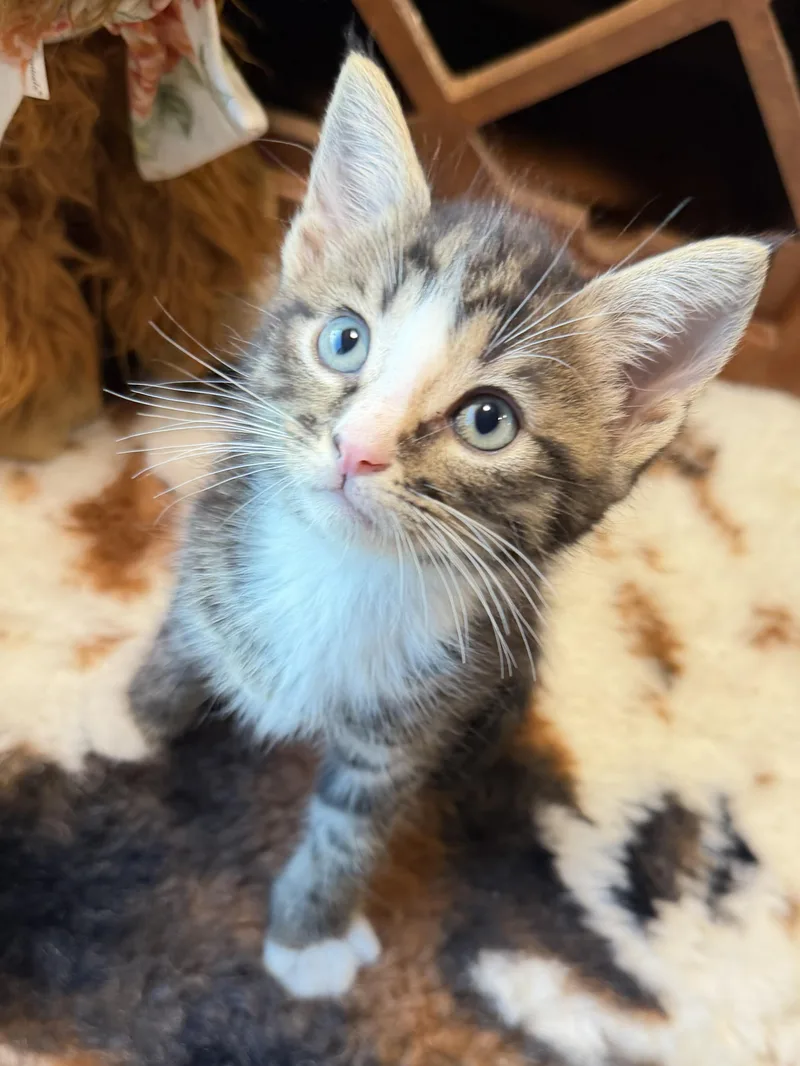 A baby large-sized male Buff / Tan / Fawn Maine Coon cat named Henry for adoption in toledo, OH