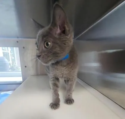 A baby small-sized male Domestic Short Hair cat named Cannoli for adoption in Westland, MI