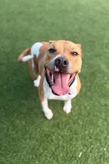 A young medium-sized female Mixed Breed dog named Sophie for adoption in Dallas, TX