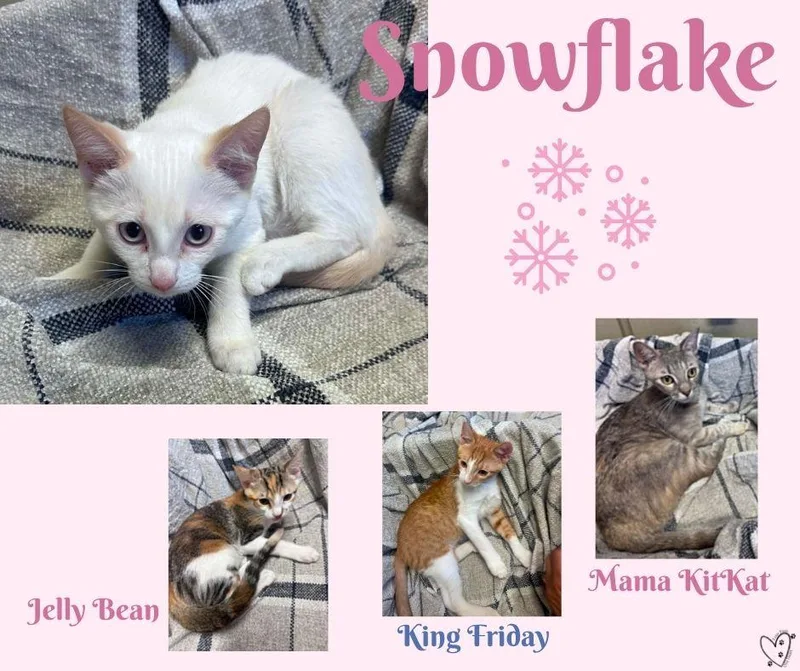 Snowflake thumbnail 3