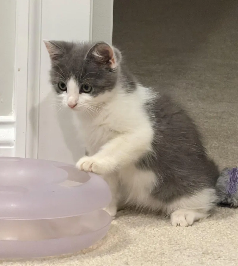 A baby medium-sized female Gray & White Domestic Short Hair cat named Silverton for adoption in Buford, GA