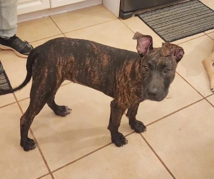 A young large-sized female Belgian Shepherd / Malinois dog named Jennie for adoption in Port Chester, NY