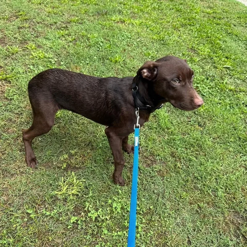 A young medium-sized male Labrador Retriever dog named Gelato for adoption in Springfield, MO