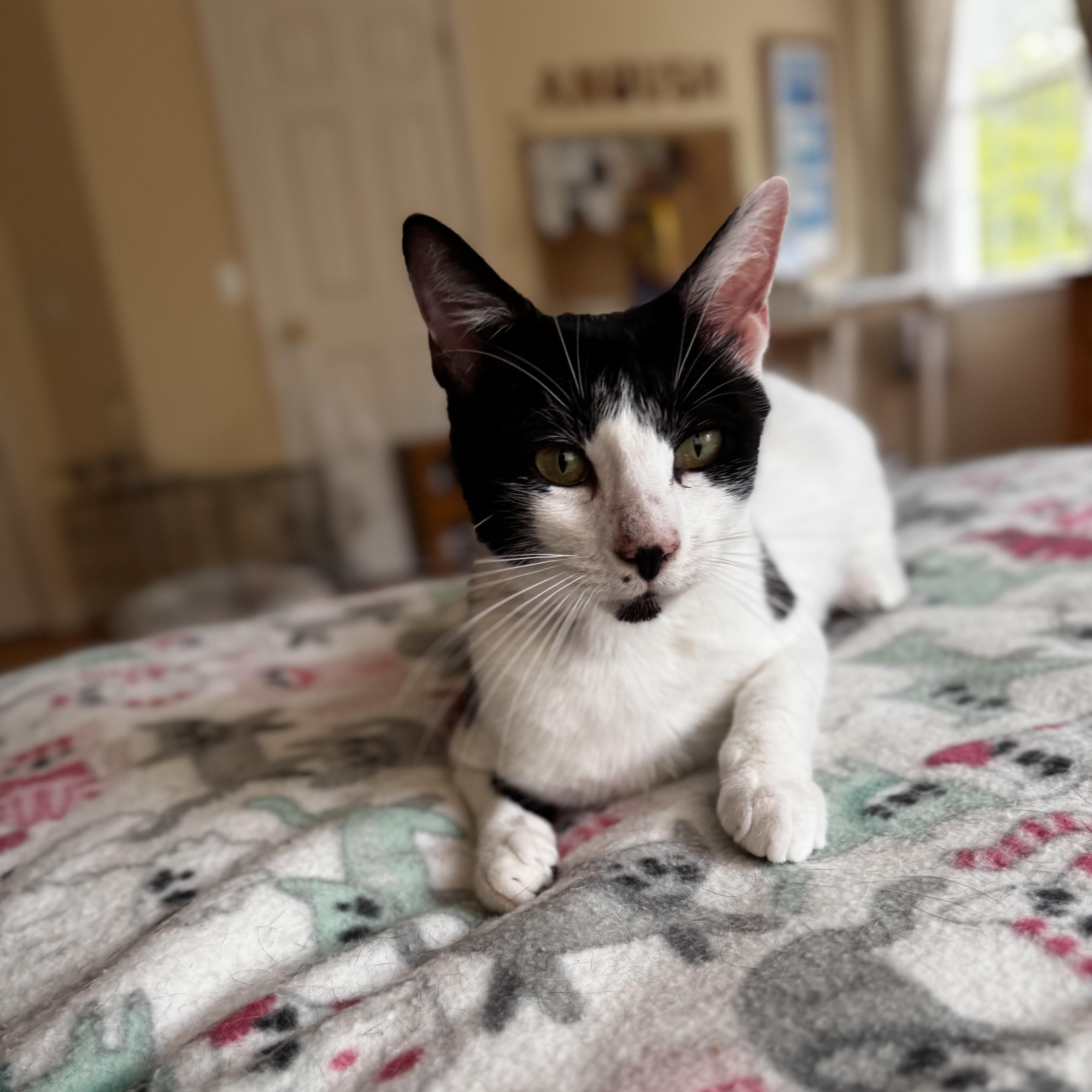 An adult medium-sized female Black & White / Tuxedo Domestic Short Hair cat named Fiona for adoption in East Greenwich, RI