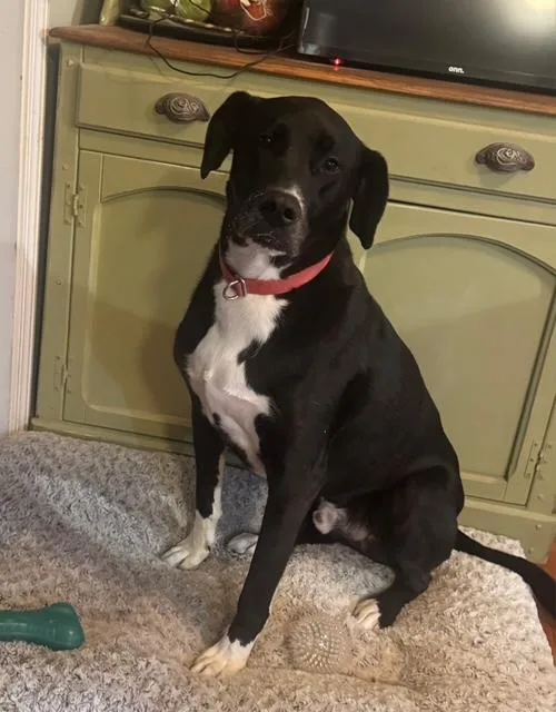 An adult large-sized male Black Great Dane dog named George for adoption in Cullman, AL