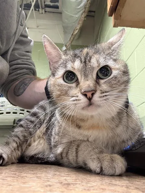 A young large-sized female Domestic Short Hair cat named Maple for adoption in Indianapolis, IN