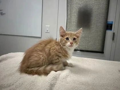 A baby small-sized male Buff / Tan / Fawn Domestic Long Hair cat named Bubba Wallace for adoption in Kansas City, MO