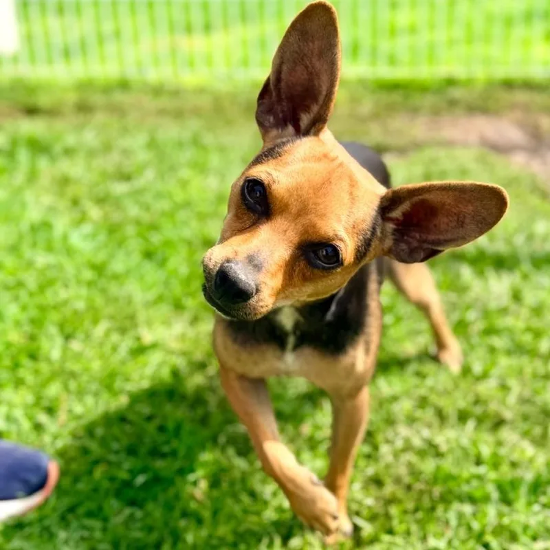 A young small-sized male Bicolor Miniature Pinscher dog named Luccas for adoption in Manvel, TX
