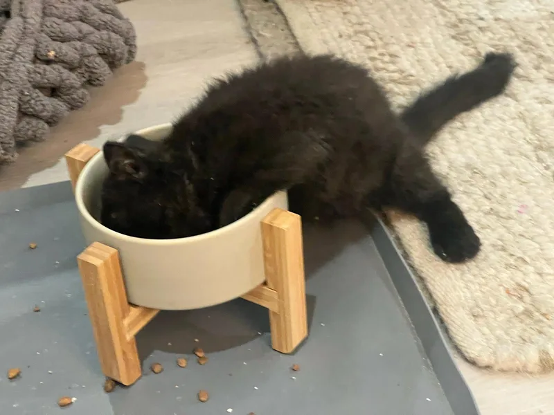 A young small-sized female Black Maine Coon cat named Licorice for adoption in Phoenix, AZ