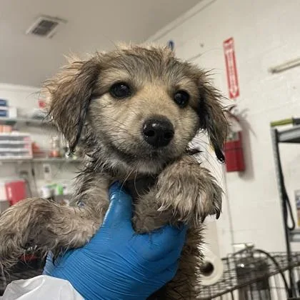 A baby medium-sized female Golden Retriever dog named Jelly Belly for adoption in Morton Grove, IL