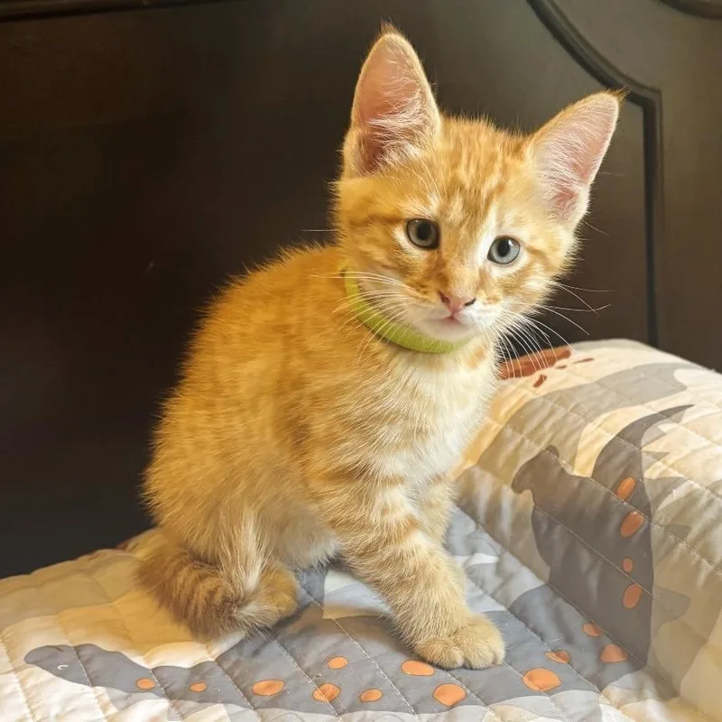 A baby small-sized male Orange / Red Domestic Short Hair cat named Jovi for adoption in Brownsboro, AL