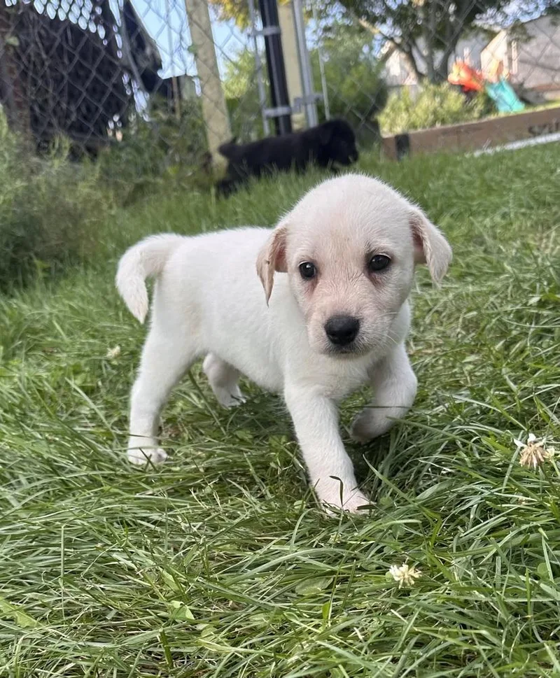 A baby large-sized male Hound dog named Macaroni for adoption in Irwin, PA
