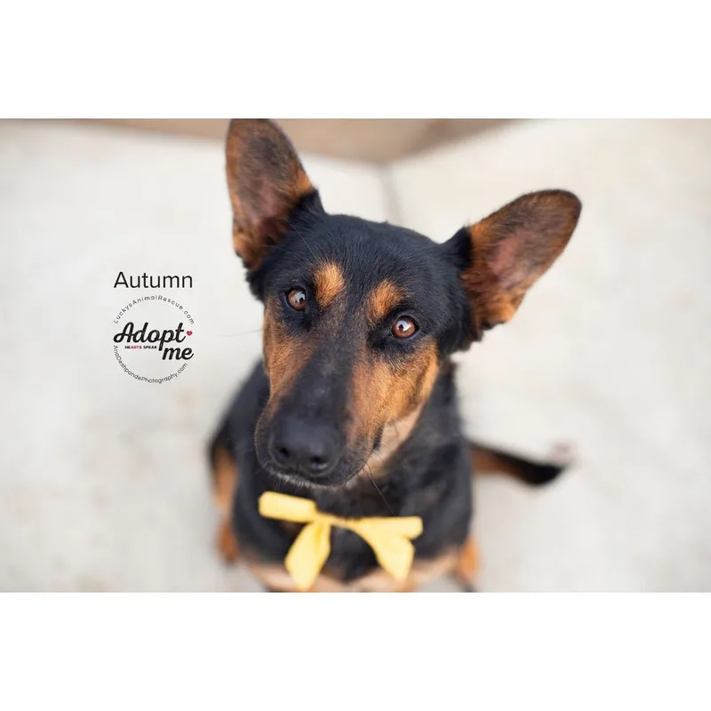 Autumn thumbnail 4