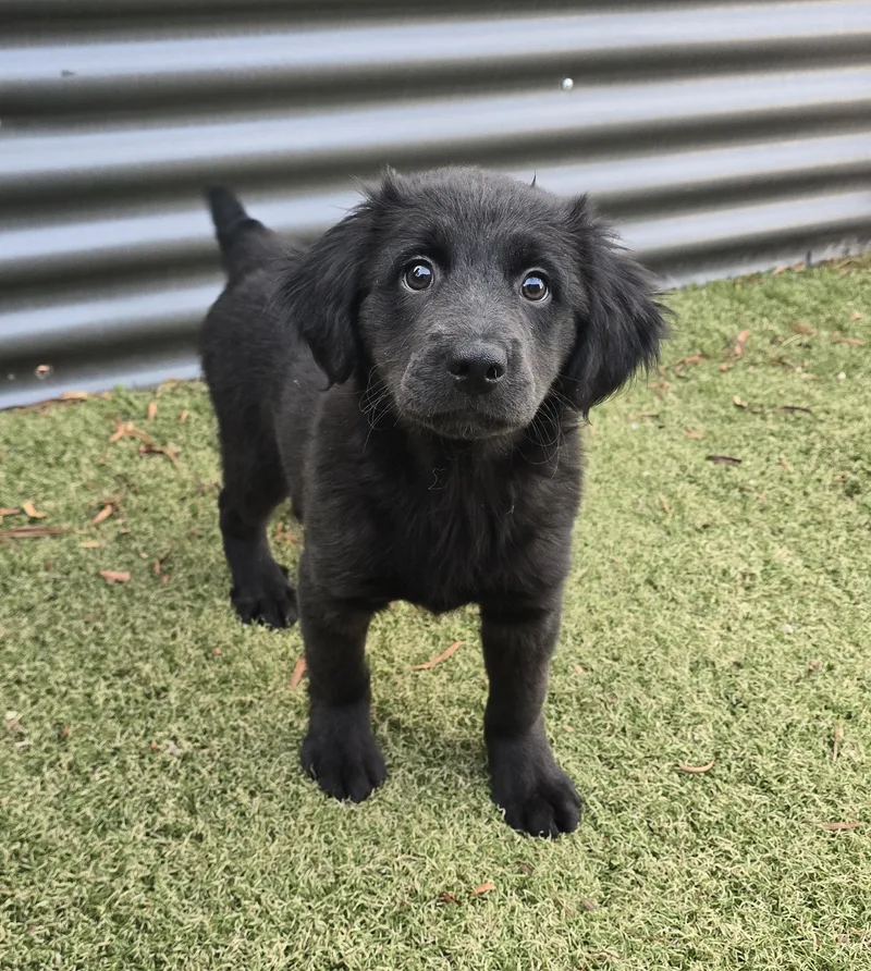 A baby medium-sized female Labrador Retriever dog named Sable for adoption in Apache Junction, AZ