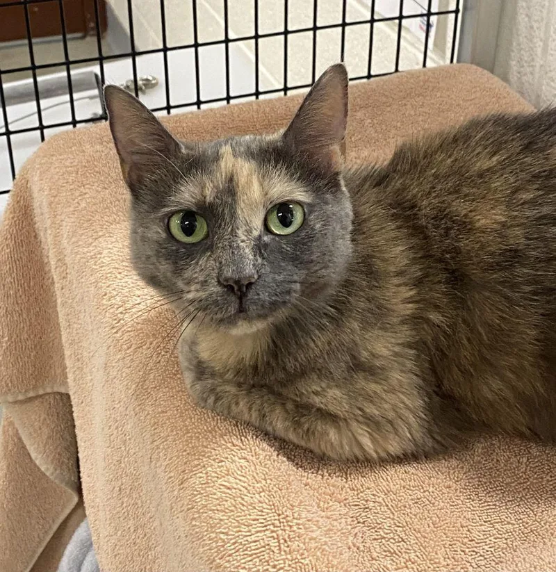 An adult small-sized female Dilute Tortoiseshell Domestic Short Hair cat named Mona for adoption in Alexandria, VA