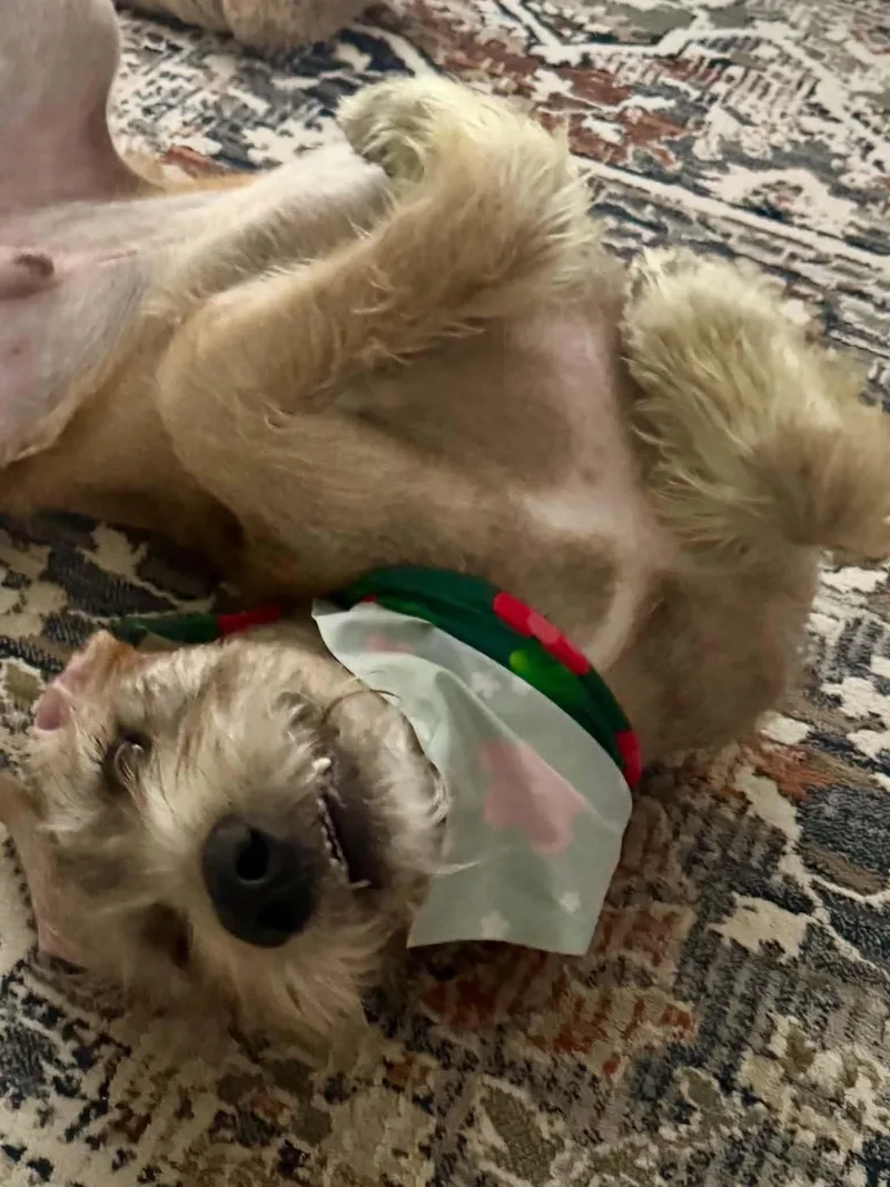 A young large-sized male Gray / Blue / Silver Goldendoodle dog named Billy for adoption in Dysart, IA