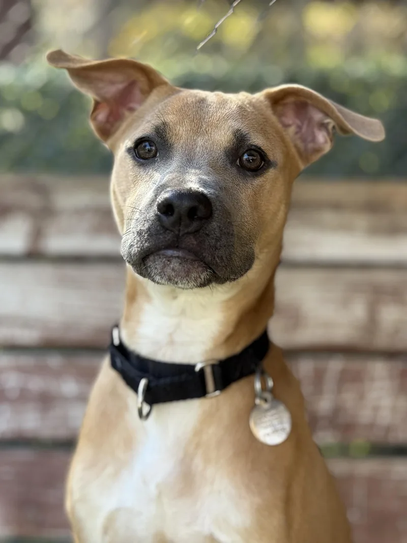 A young medium-sized female Mixed Breed dog named Rhea for adoption in Sudbury, MA