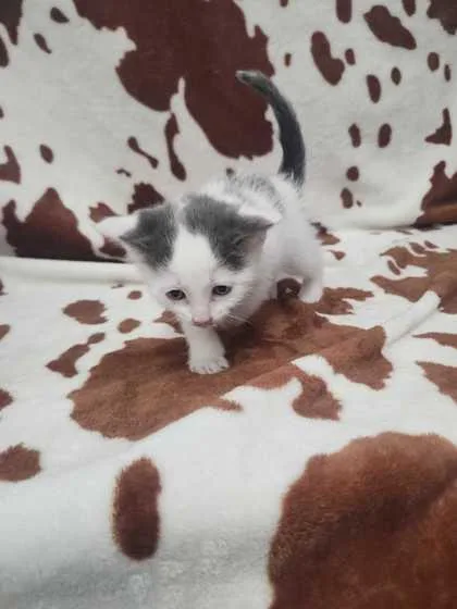 An adult small-sized female Domestic Short Hair cat named Mrs. Potts for adoption in Spruce Pine, NC