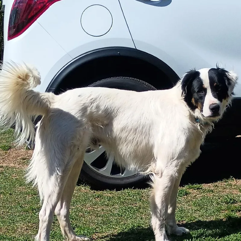 An adult large-sized male White / Cream Collie dog named Patch for adoption in Tulsa, OK