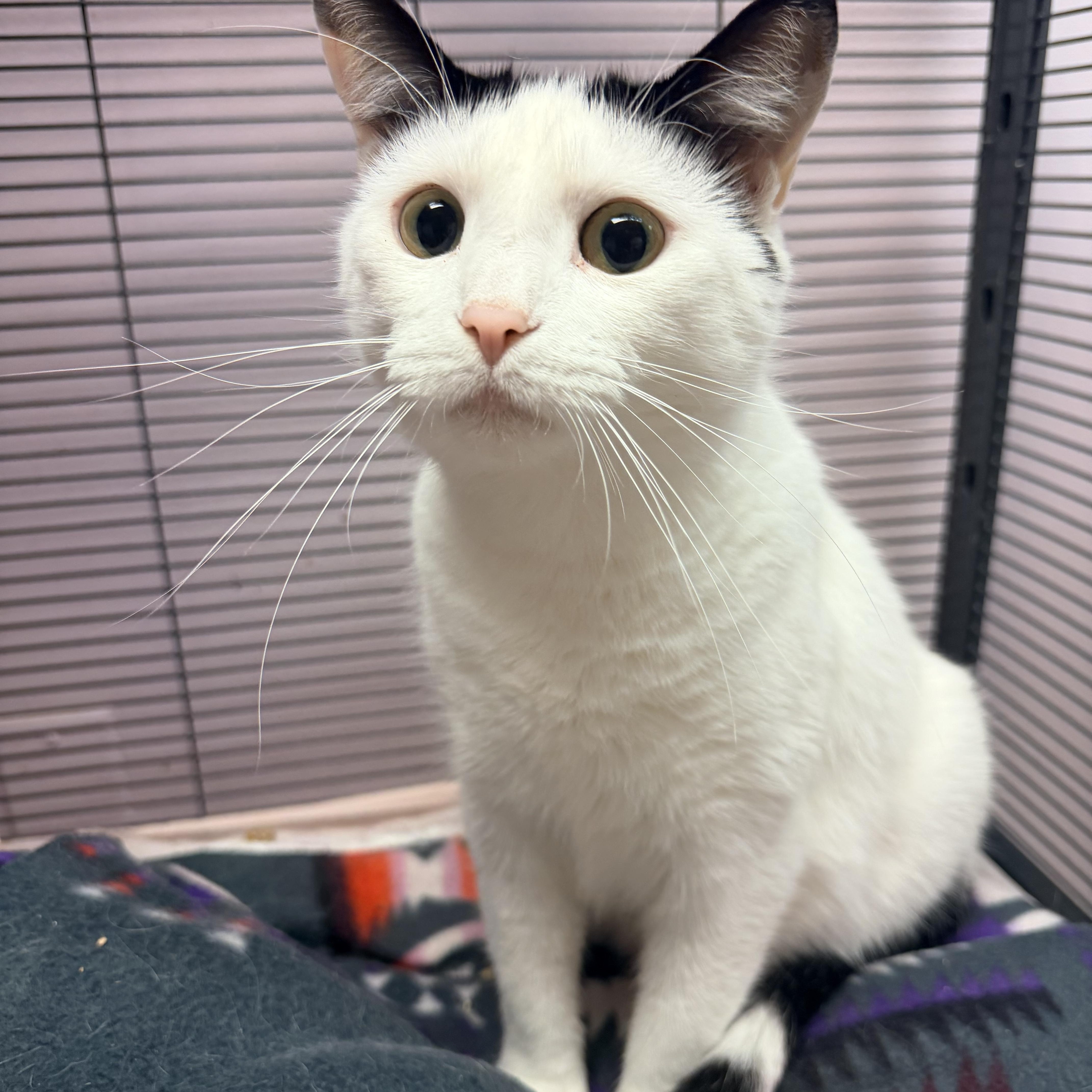 An adult large-sized male Domestic Short Hair cat named Auggie for adoption in Bellmawr, NJ