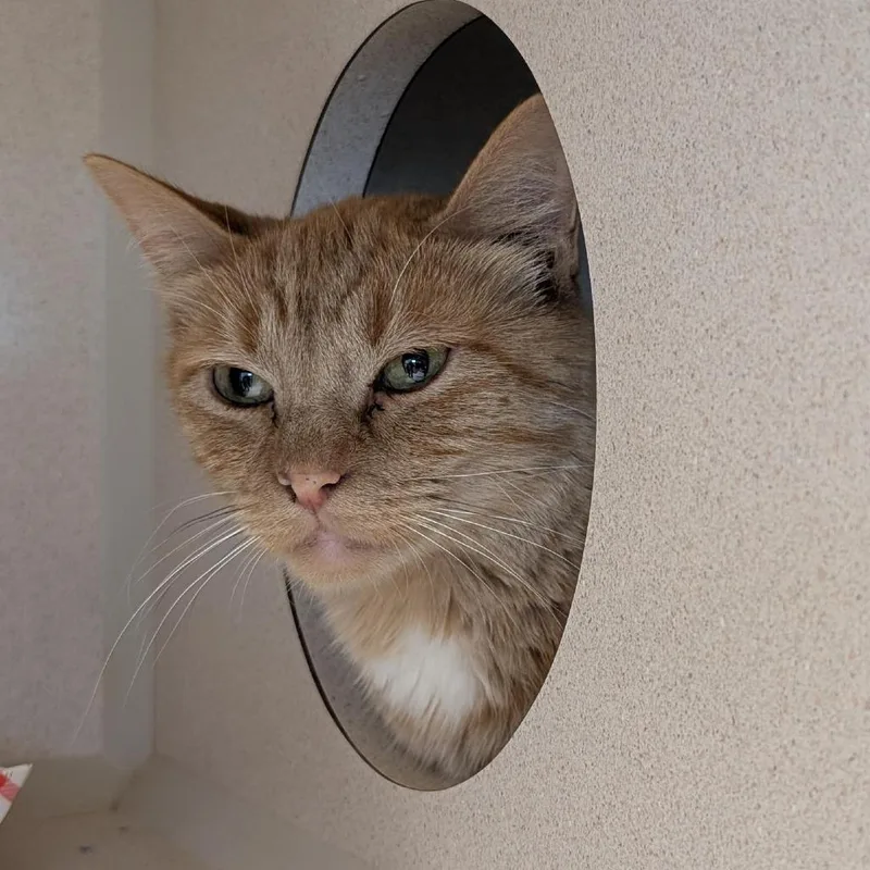 A young medium-sized female Orange / Red Domestic Short Hair cat named Miriel for adoption in Tacoma, WA