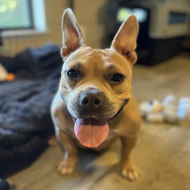 An adult medium-sized female Brown / Chocolate American Staffordshire Terrier dog named Hope for adoption in Turlock, CA