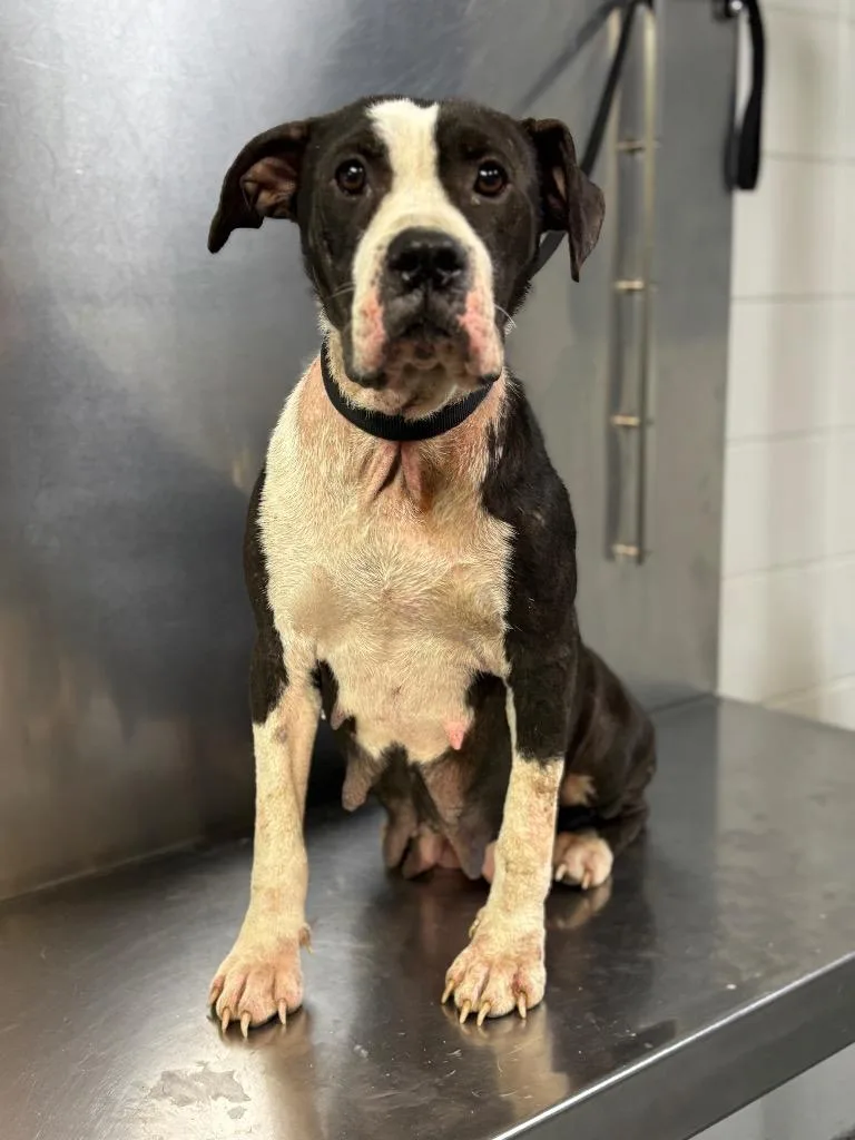 A young medium-sized female Mixed Breed dog named D Tabitha for adoption in Tifton, GA