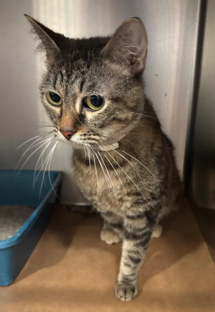 A young large-sized male Domestic Short Hair cat named Nelson for adoption in Cartersville , GA
