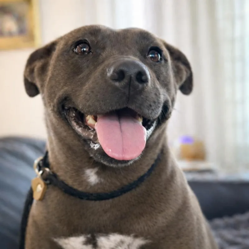 Daisy  Pocket Pitty