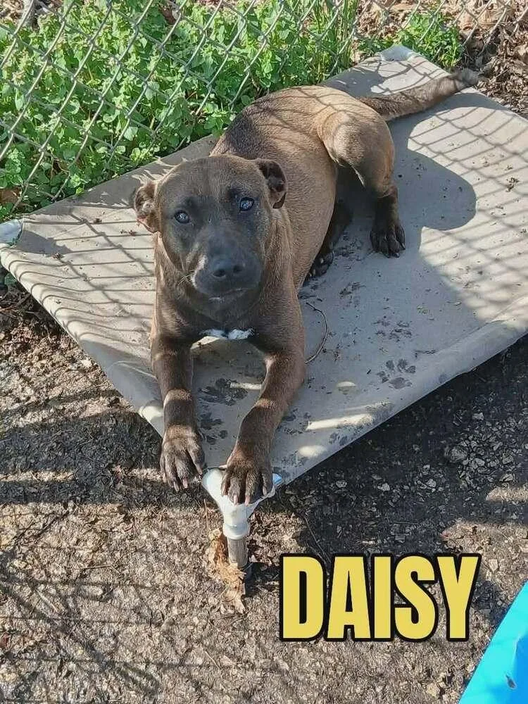 Daisy  Pocket Pitty thumbnail 3