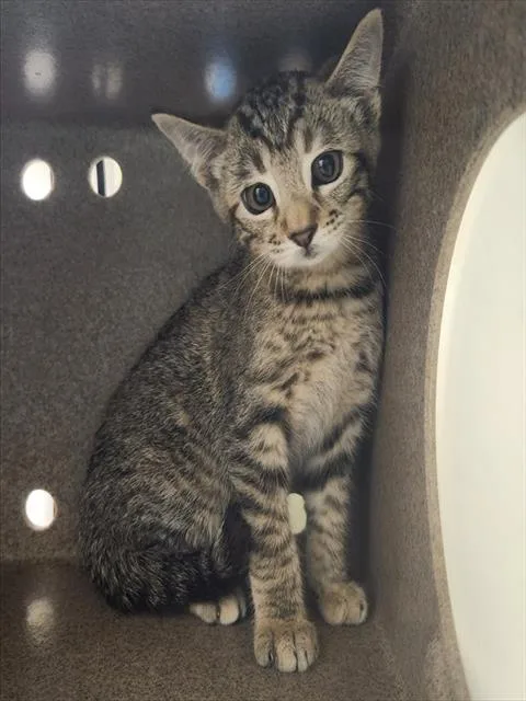 A baby small-sized female Domestic Short Hair cat named Violet for adoption in Colorado Springs, CO