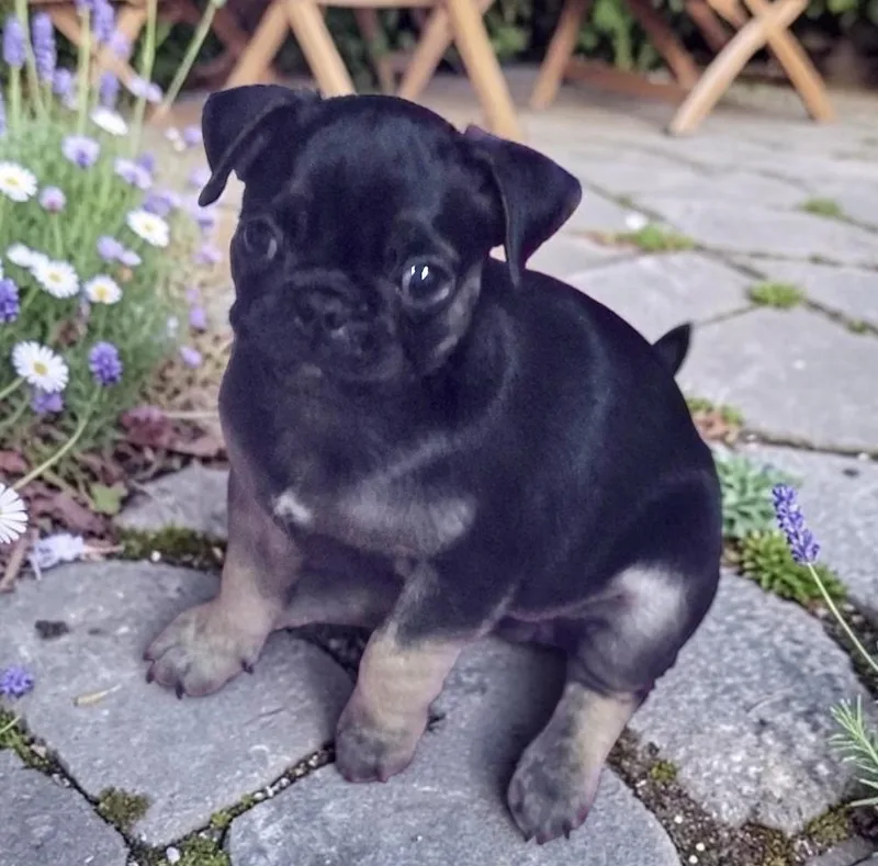 A baby small-sized female Black Pug dog named Jubilee for adoption in Los Angeles, CA