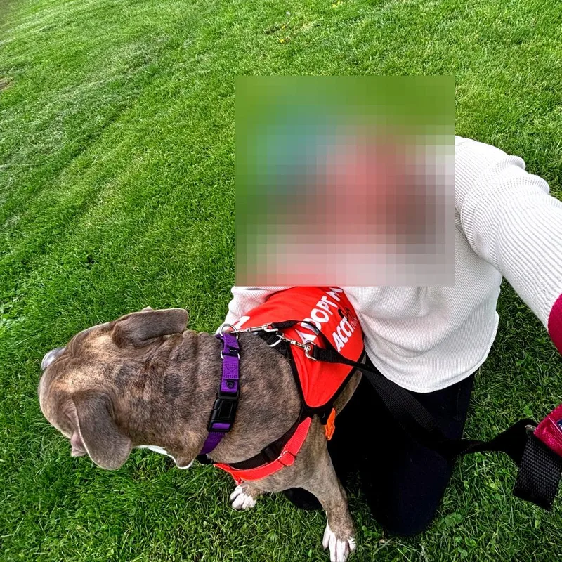 An adult large-sized male Brindle Pit Bull Terrier dog named Scrap Iron for adoption in Philadelphia, PA