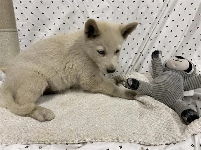 A baby small-sized female Husky dog named A for adoption in Modesto, CA