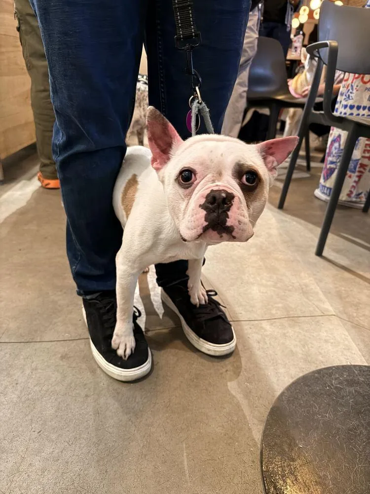 A young small-sized male French Bulldog dog named Jagger for adoption in Manhattan, NY