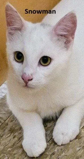 A young medium-sized male White Domestic Short Hair cat named Snowman for adoption in Herndon, VA
