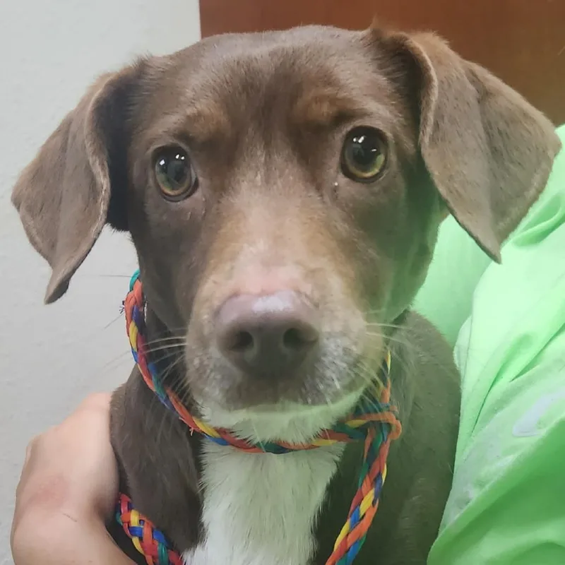 An adult medium-sized female Brown / Chocolate Miniature Dachshund dog named Hazelnut for adoption in Tyler, TX