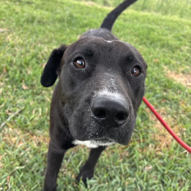 A young medium-sized male Labrador Retriever dog named Felix for adoption in Pearland, TX