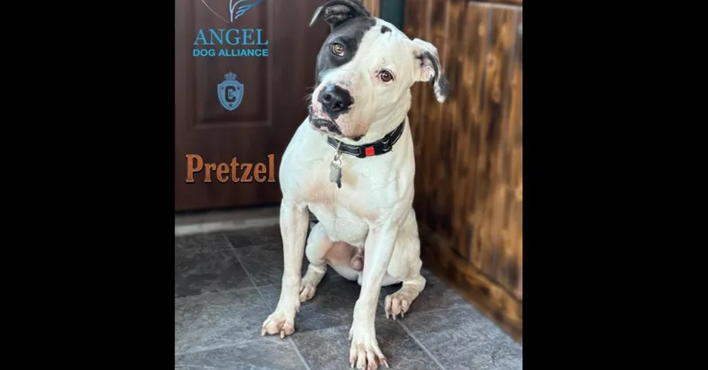 Pretzel thumbnail 3