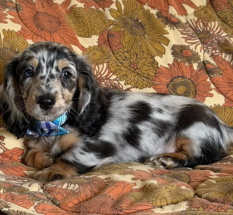 A young small-sized male Dachshund dog named Daphnie for adoption in Reddick, FL