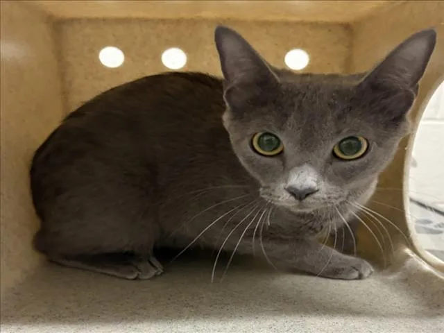A young medium-sized female Domestic Short Hair cat named Messenger for adoption in Derwood, MD